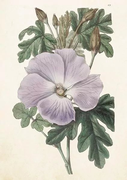 Karnet ST511 B6 + koperta Hibiskus - tantis.pl
