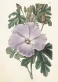 Karnet ST511 B6 + koperta Hibiskus - tantis.pl