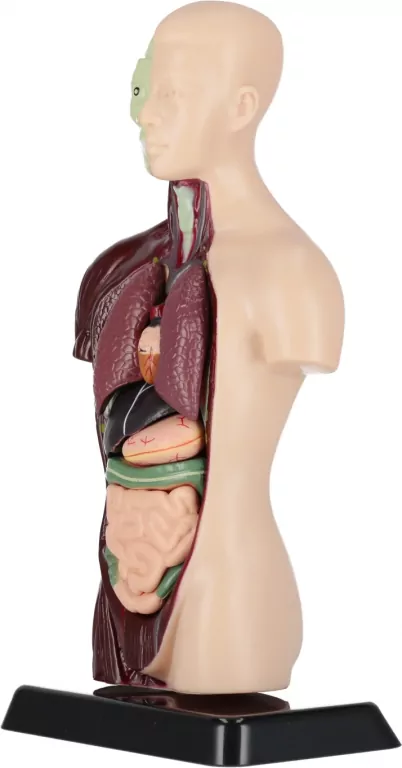 Zestaw Naukowca Anatomia Człowieka - tantis.pl