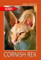 Cornish rex - tantis.pl