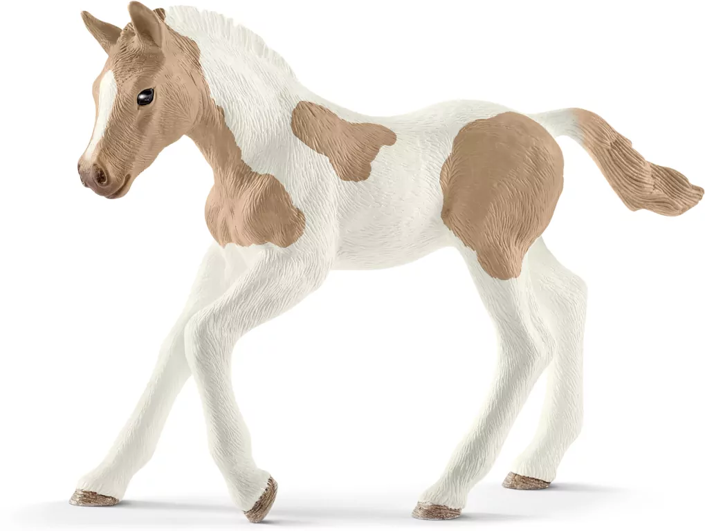 Źrebię rasy Paint Foal - tantis.pl