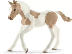 Źrebię rasy Paint Foal
