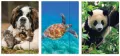 Teczka rysunkowa A4 z gumką Animals - tantis.pl