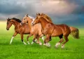 Puzzle 500. Horses in Spring Rush. B-54084 - tantis.pl