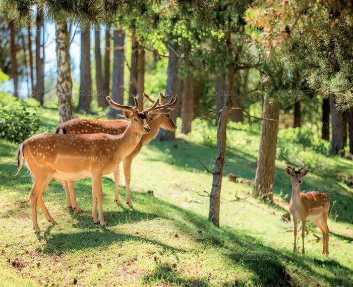 Kalendarz 2026 reklamowy Dzika przyroda - tantis.pl