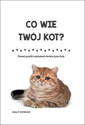 Co wie Twój kot? Poznaj sposób rozumienia świata przez koty - tantis.pl