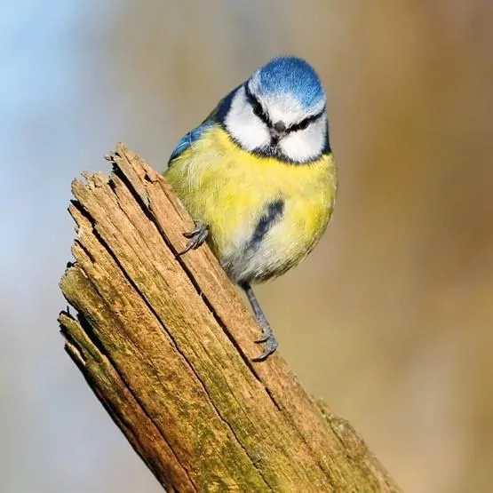 Karnet kwadrat z kopertą Blue Tit - tantis.pl
