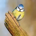 Karnet kwadrat z kopertą Blue Tit - tantis.pl