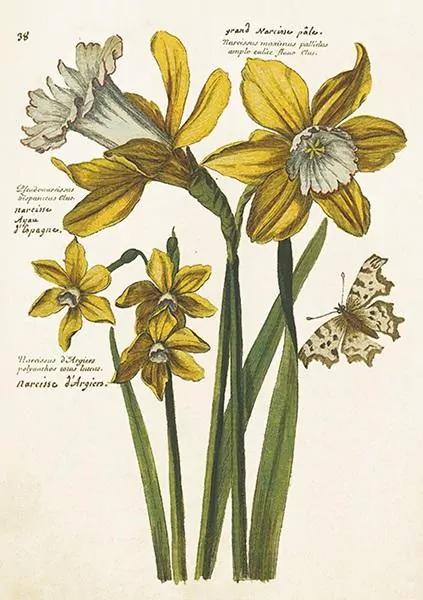 Karnet ST484 B6 + koperta Żonkile - narcyzy - tantis.pl