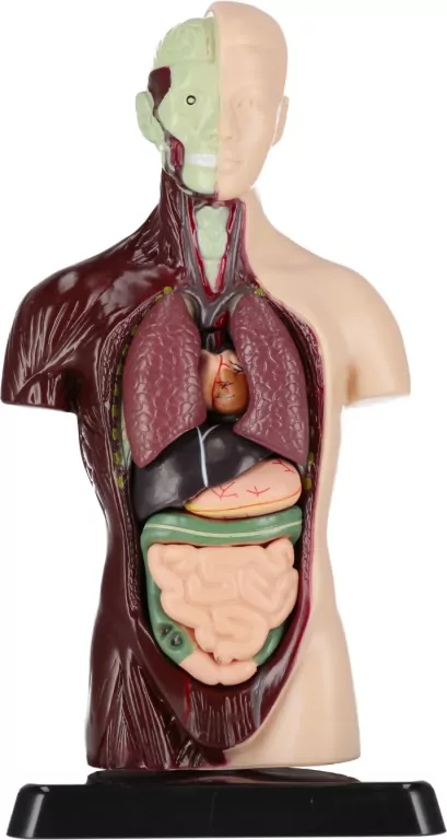 Zestaw Naukowca Anatomia Człowieka - tantis.pl