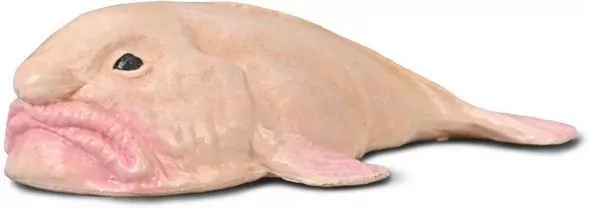 Blobfish - tantis.pl