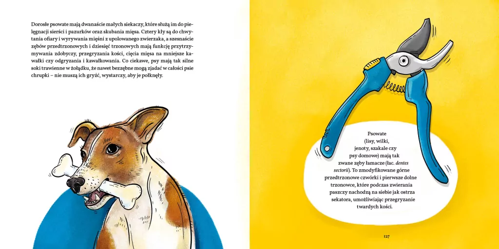 Zęby, ciosy i siekacze - tantis.pl