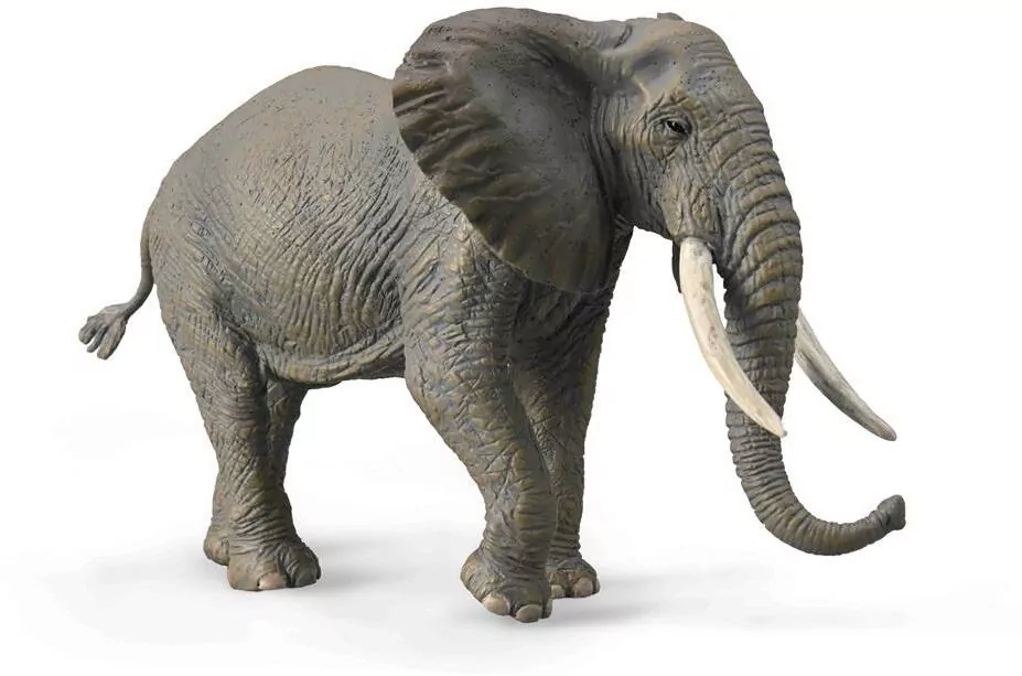 Słoń Afrykański - tantis.pl