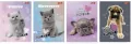 Zeszyt A5/32K linia 2kol My little friend - tantis.pl