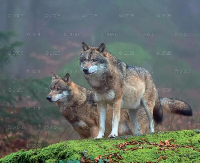 Kalendarz 2026 reklamowy Dzika przyroda - tantis.pl