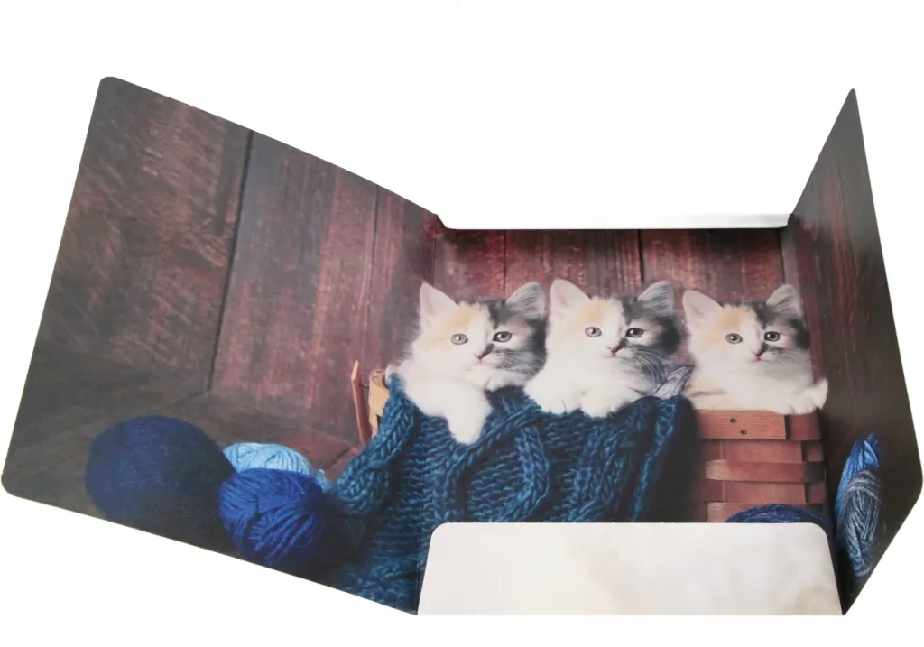 Teczka z gumką A4 Kotki mix - tantis.pl