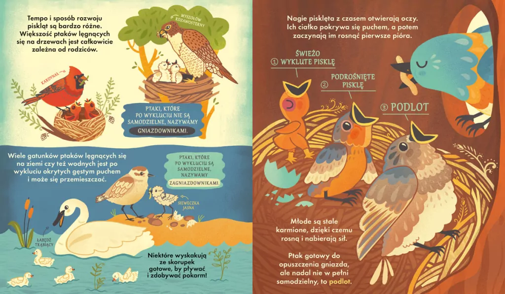 Co się kryje w gnieździe? - tantis.pl