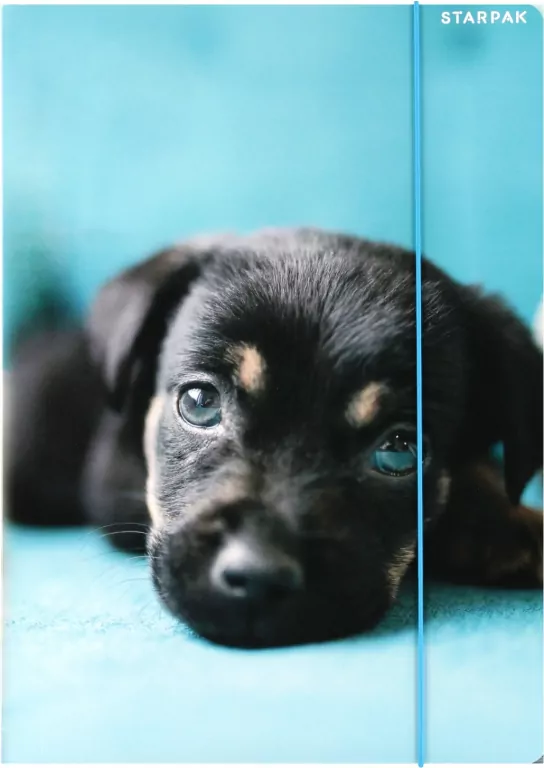 Teczka z gumką A4 Pieski mix - tantis.pl