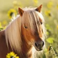 Puzzle 3x49. Konie - tantis.pl