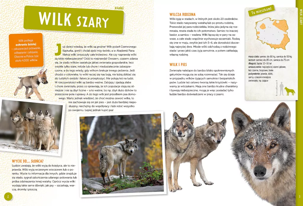 Poznaj z nami... Zwierzęta Polski - tantis.pl