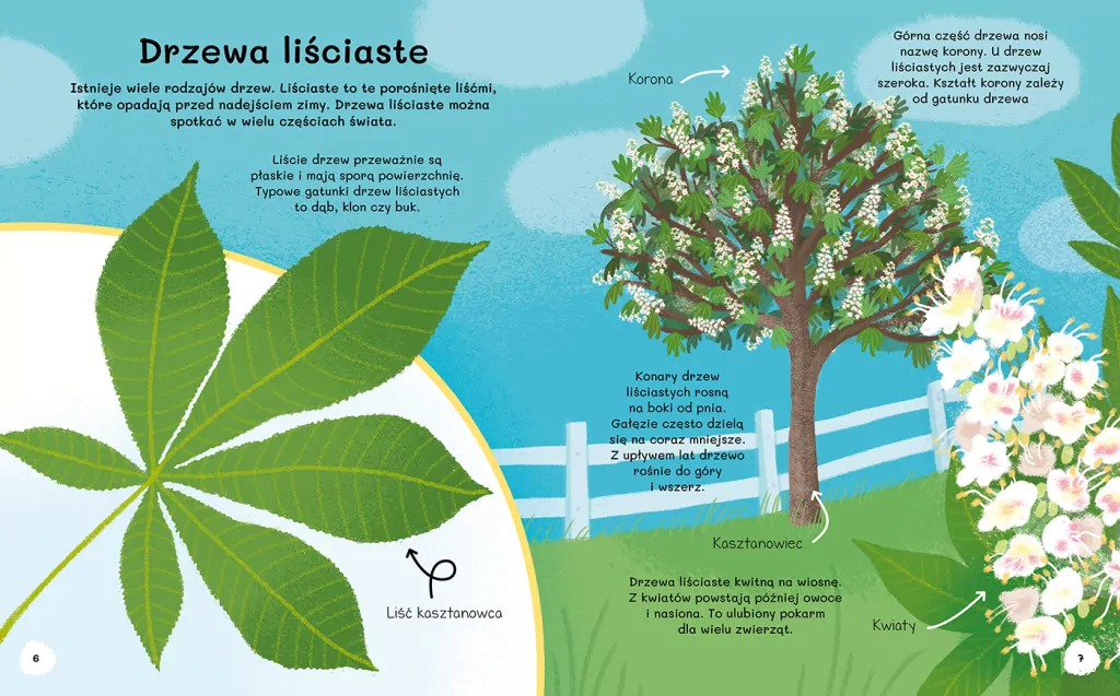 Czemu sosna ma igły? Wiem wszystko o drzewach - tantis.pl