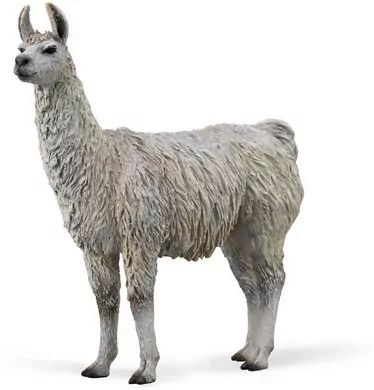 Lama - tantis.pl