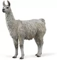 Lama - tantis.pl