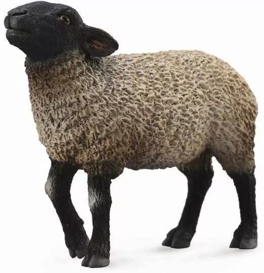 Owca suffolk M - tantis.pl
