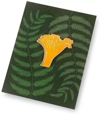 Pin grzyb kurka - tantis.pl
