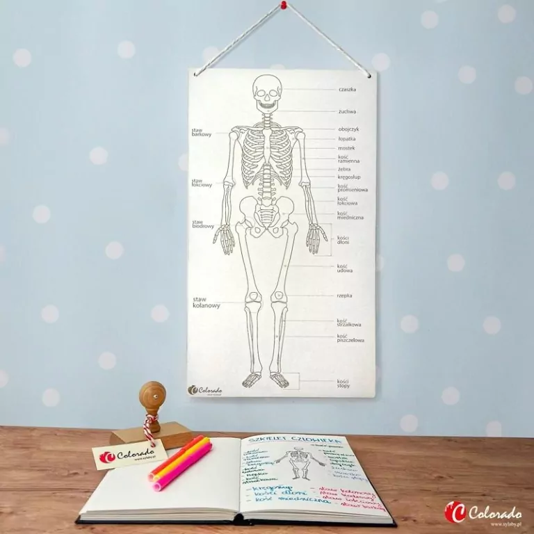 Szkielet człowieka tablica edukacyjna - tantis.pl