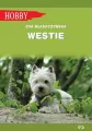 Westie. West highland white terrier - tantis.pl