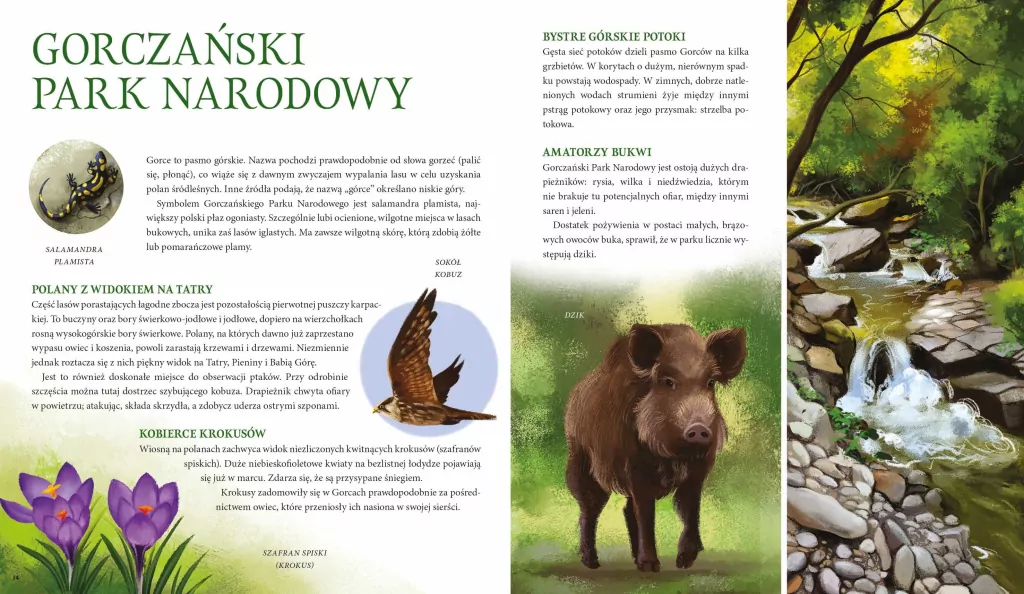 Parki narodowe. Symbole polskiej przyrody - tantis.pl