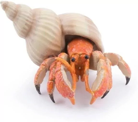 Krab pustelnik - tantis.pl
