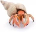 Krab pustelnik - tantis.pl