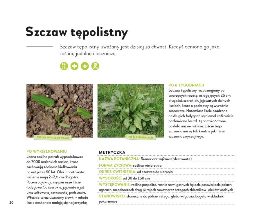 Co z tego wyrośnie? Chwast czy nie? - tantis.pl