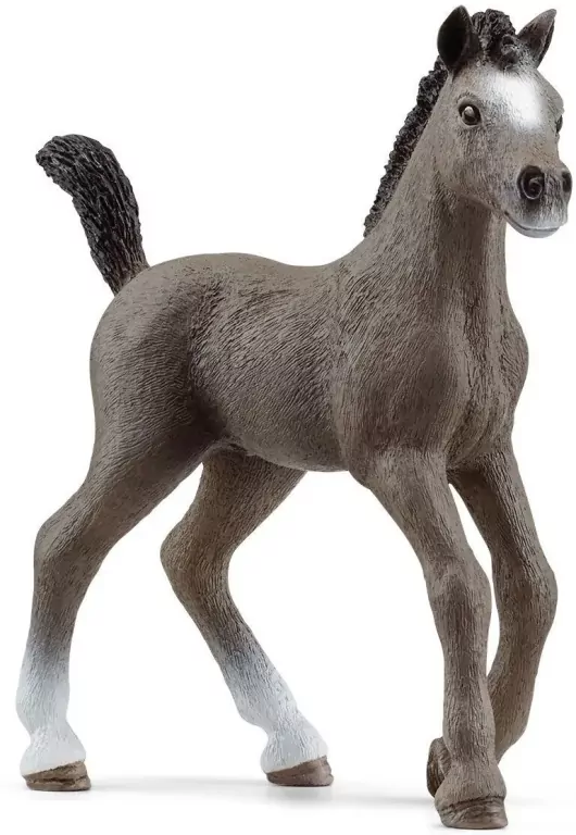 Źrebak rasy Cheval De Selle Francais - tantis.pl