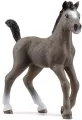 Źrebak rasy Cheval De Selle Francais - tantis.pl
