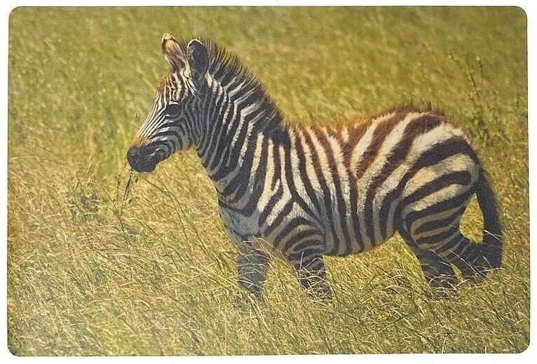 Podkładka na biurko piankowa zebra 60x40cm - tantis.pl