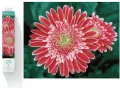 Diamond Dotz Adults Pink Gerberas - tantis.pl