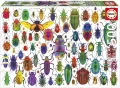 Puzzle 500 Kolorowe owady - tantis.pl