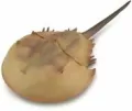 Krab podkowiasty - tantis.pl