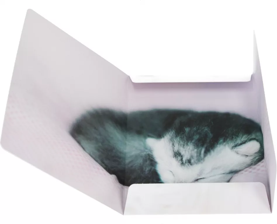 Teczka z gumką A4 Kotki mix - tantis.pl