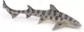 Rekin leopardzi - tantis.pl