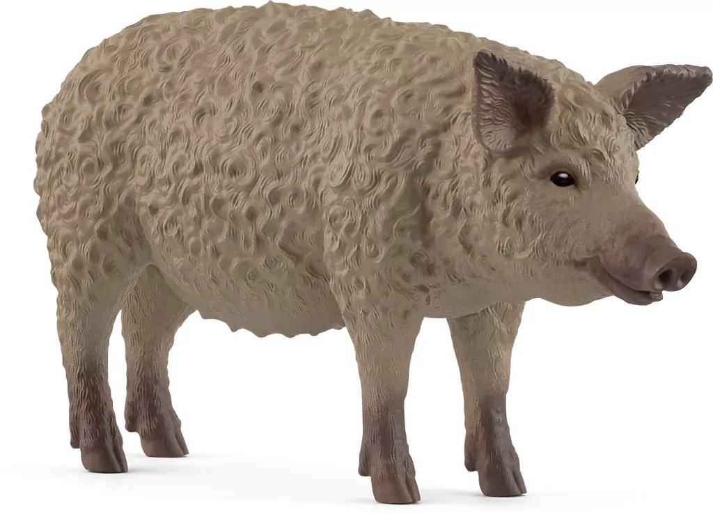 Świnia Mangalica - tantis.pl