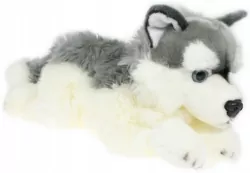 Pies Husky 42cm