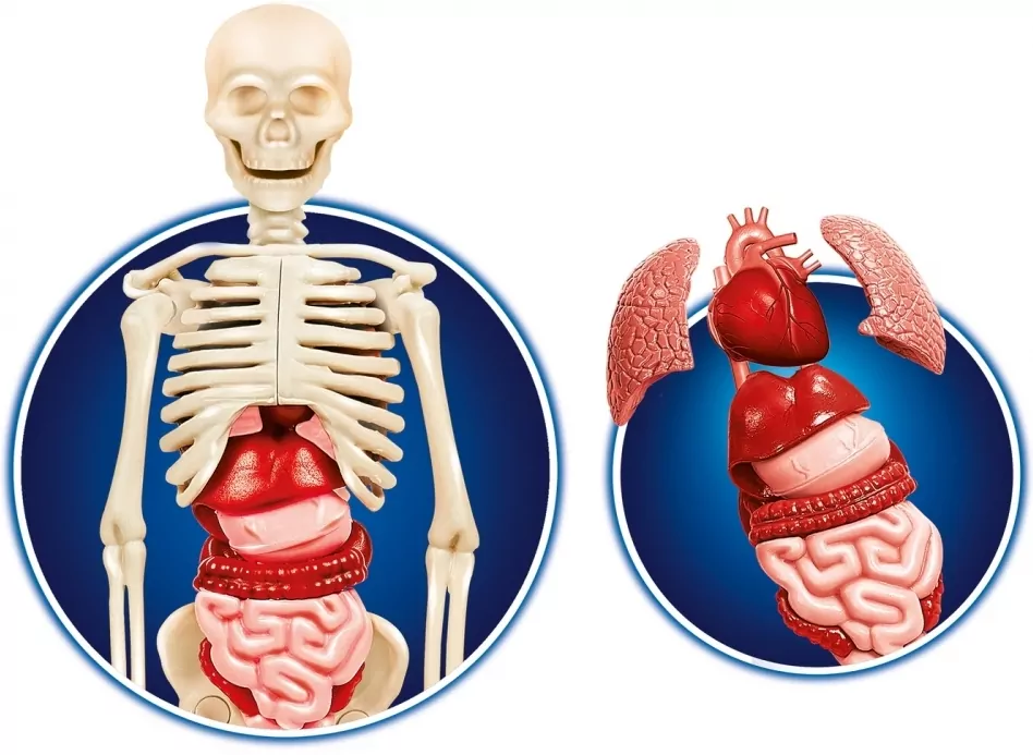 Ciało ludzkie. Naukowa zabawa. 60249 - tantis.pl