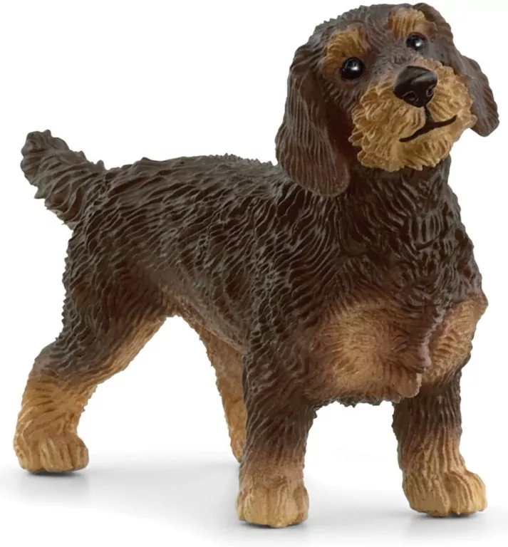 Jamnik szorstkowłosy - tantis.pl