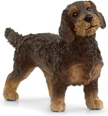 Jamnik szorstkowłosy