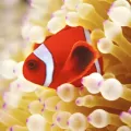 Karnet kwadrat z kopertą Clownfish in sea anemone - tantis.pl