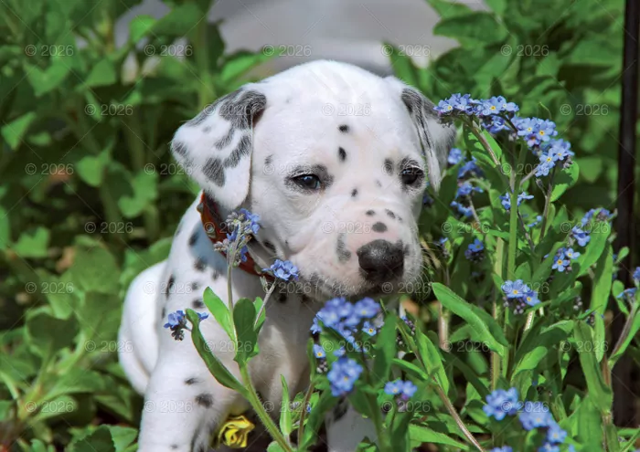 Kalendarz 2026 rodzinny Psy domowe - tantis.pl